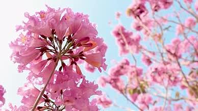 4k实拍春天盛开的紫花风铃木视频的预览图
